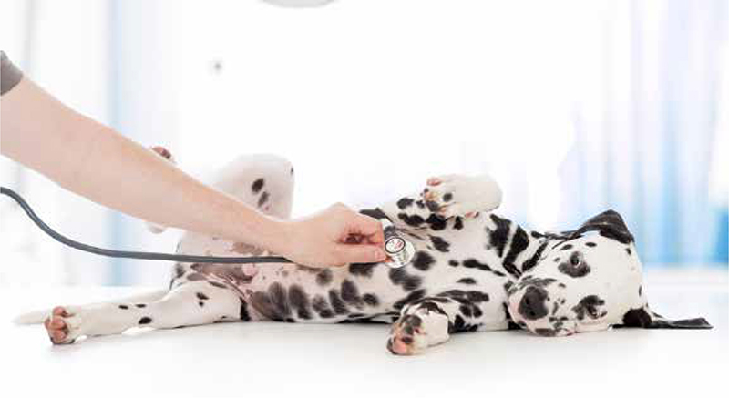 Veterinary assistant with dalmatian puppy